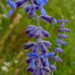 Salvia abrotanoides പുഷ്പം