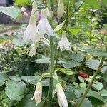 Ornithogalum candicans Kukka