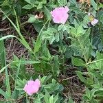 Rosa acicularis Blatt