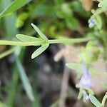 Linaria micrantha Leaf