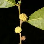 Maquira guianensis Fruit