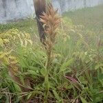 Castilleja tenuiflora Hàbitat