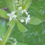 Galium tricornutum Flower