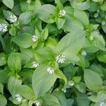 Stellaria media Leaf