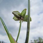 Scheuchzeria palustris Floare