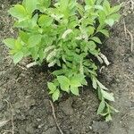 Clethra alnifolia Blad