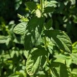 Teucrium canadense Foglia