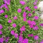 Delosperma cooperi Habitus