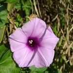 Ipomoea cairica പുഷ്പം