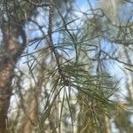 Pinus sibirica Листок