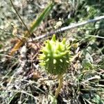 Medicago murex Blad