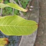 Cephalanthus occidentalis Folla