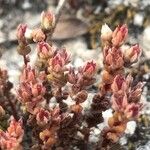 Sedum andegavense Fleur