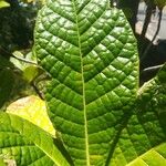 Ficus pancheriana Leaf