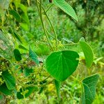 Cissampelos pareira Leaf