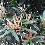 Podocarpus elatus Lehti