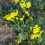 Senecio vernalis Floare