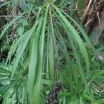 Cordyline stricta Leht