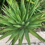 Agave decipiens Folha