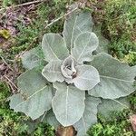 Verbascum boerhavii পাতা