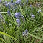 Hyacinthoides italica Other