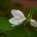 Bauhinia acuminata 花