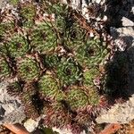 Sempervivum calcareum Leaf