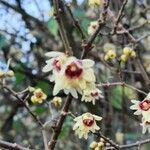 Chimonanthus praecox Цветок