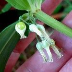 Polygonatum verticillatum Fruit