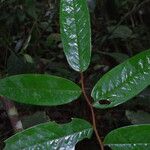 Xylopia villosa Hoja
