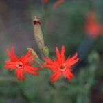 Silene laciniata Flower