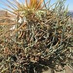 Pachypodium namaquanum ഇല