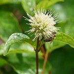 Cephalanthus occidentalis Іншае