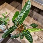 Philodendron billietiae Hoja