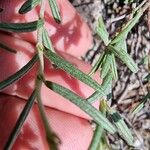 Helianthemum violaceum 葉