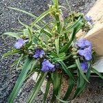 Tradescantia virginianaFlor