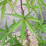 Hibiscus coccineus 葉