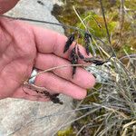 Carex pichinchensis