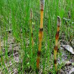 Equisetum arvense Habit