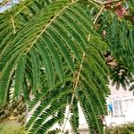 Albizia julibrissin 葉