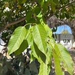 Prunus pensylvanica Leaf