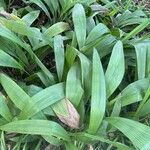 Curculigo capitulata Leaf