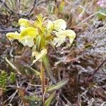 Pedicularis lapponica Flower