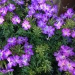 Verbena tenera Flower