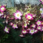 Saxifraga rosaceaफूल