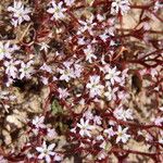 Chorizanthe fimbriata Fleur