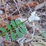 Coronilla cretica