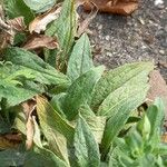 Inula britannica Levél