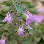 Teucrium botrys Fleur