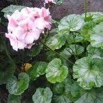 Pelargonium zonale花